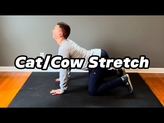 Cat/Cow Stretch